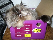 The Shoebox