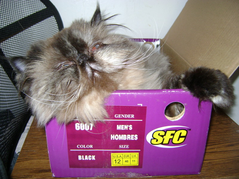 The Shoebox