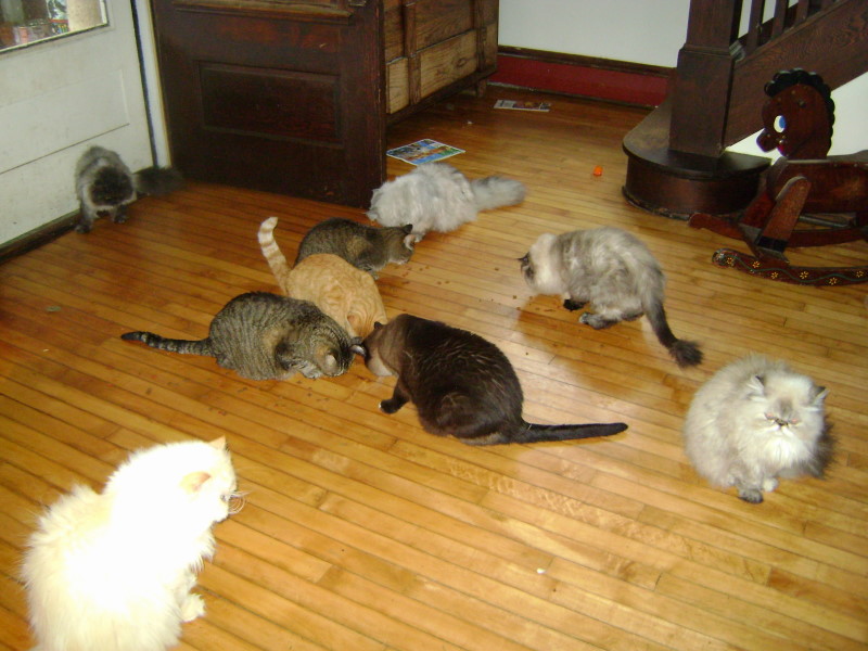 Cats with treats