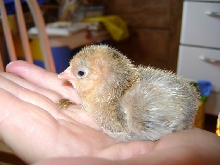 chickie2