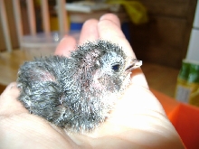 chickie3