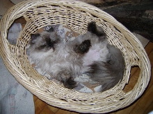 Zzzzzzzz ....