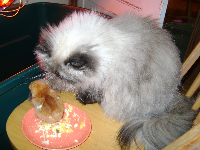 Get back on my plate ....