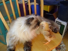 I kiss my chickie ....