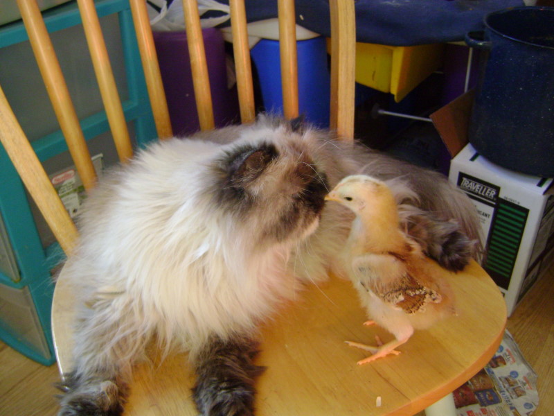 I kiss my chickie ....