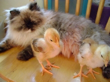 2 Many Chix