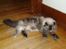 Lynsi bathing