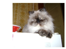 Jordi on the fridge