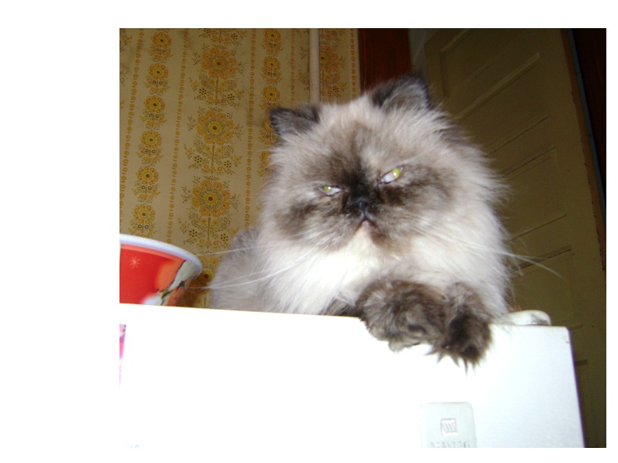 Jordi on the fridge