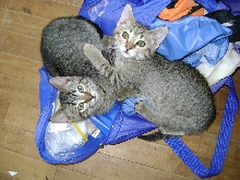 Linus and Lucy