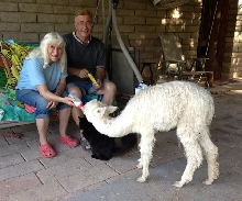 baby alpaca