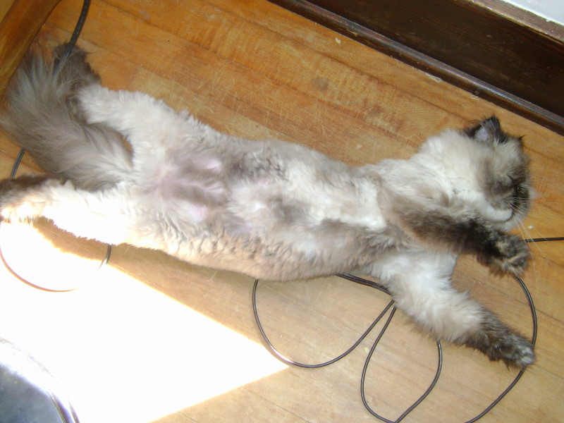 zzzzzz 2