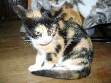 baby calico tude