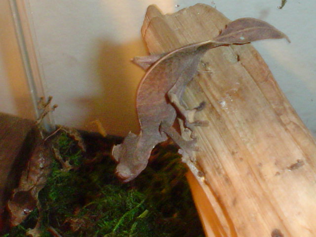 the pair