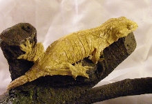 Leachie