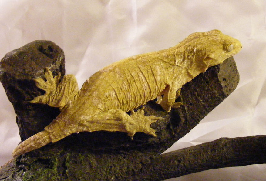 Leachie