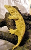 Leachie