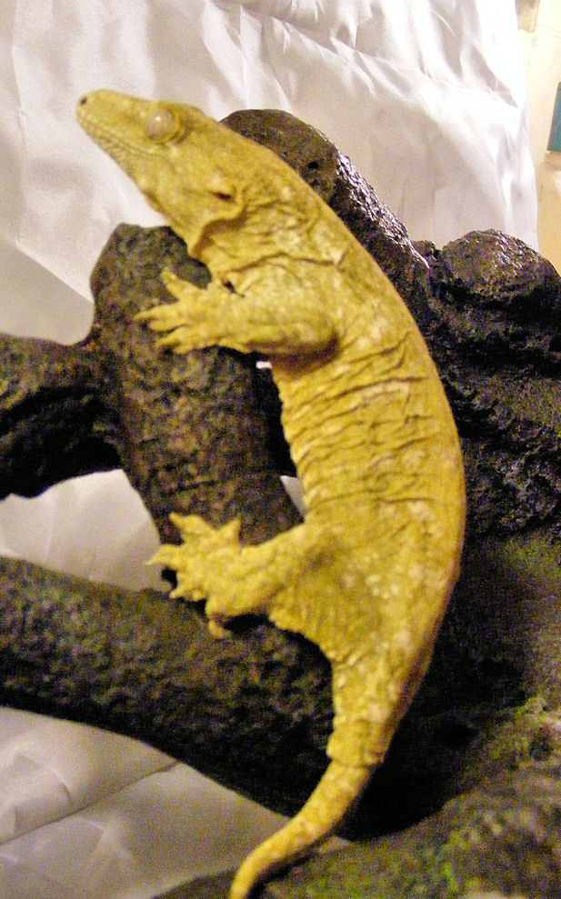 Leachie