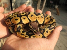 PYB