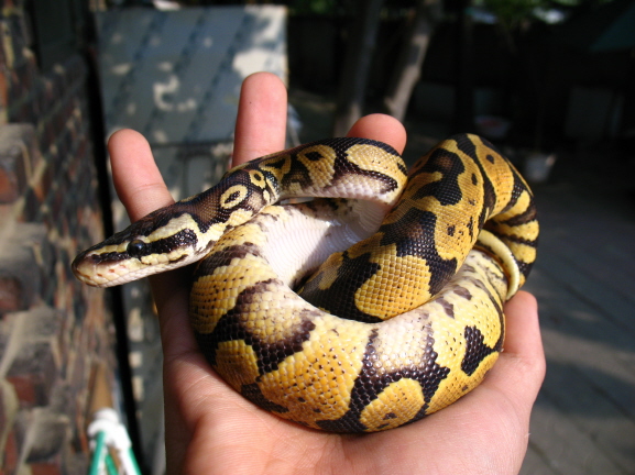 pastel granite