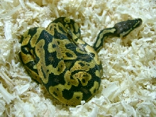 granite pastel