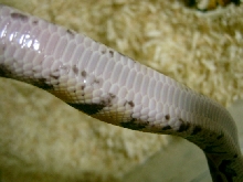 yellow belly?