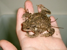 asian toad