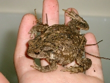 Asian toad