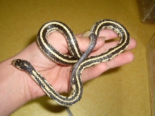 i think banana cal king