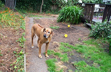 Ozzie the new guy