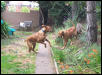 Ozzie and Juma play