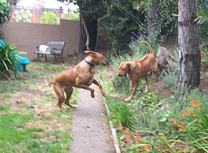 Ozzie and Juma play