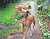 Ozzie plays chase the Weimaraner