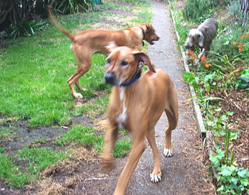 Ozzie plays chase the Weimaraner