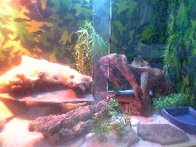 my viv