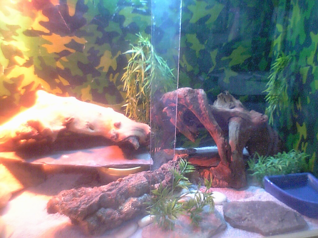 my viv