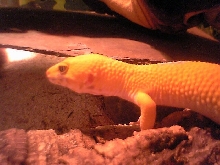 nugget left side
