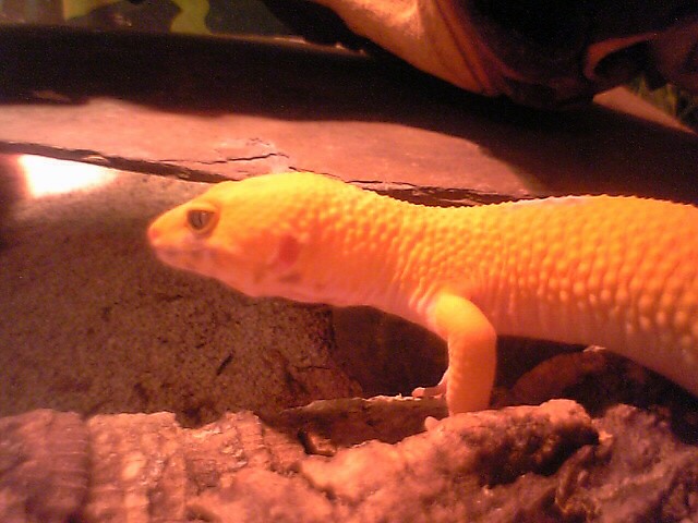 nugget left side