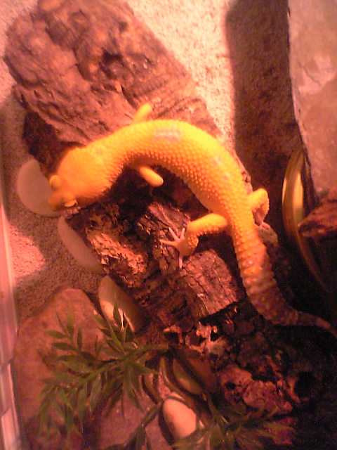 Nugget, birds eye view