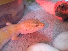 Gobi's right side