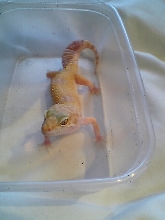 The new arrival