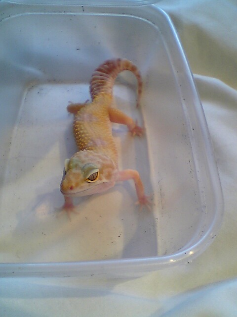 The new arrival