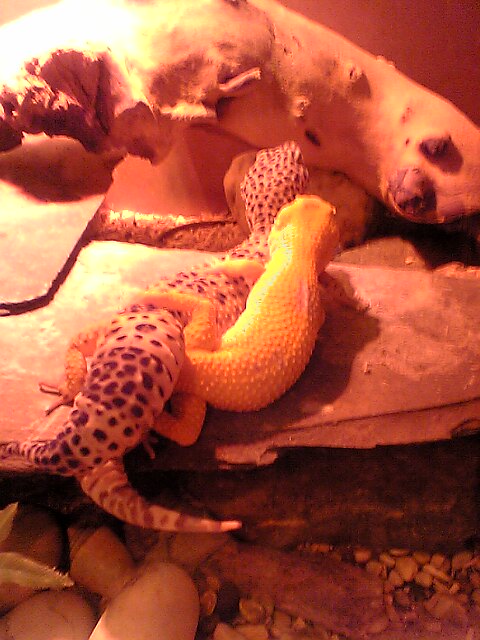 Nugget bendin it in Bob