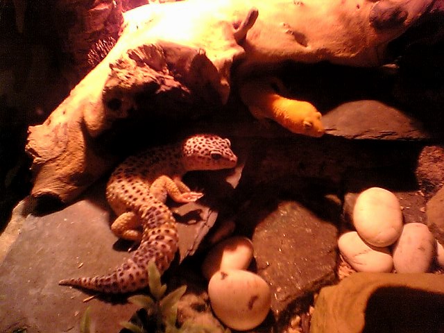 Bob and nugget