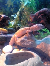 Bob on the rocks