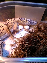 Bob's first eggs!