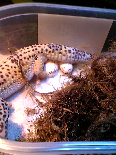 Bob's first eggs!