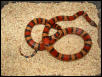 tiamat campbellix guttata