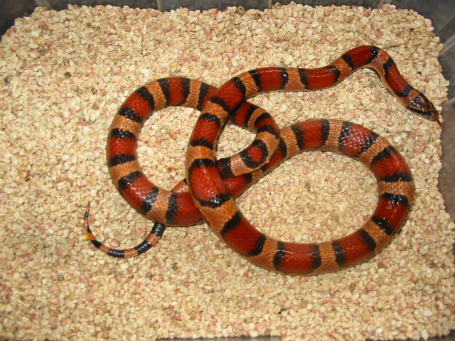 tiamat campbellix guttata