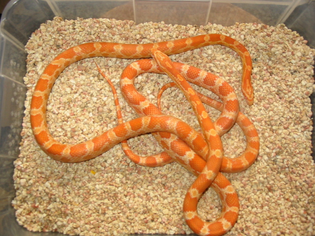 creamsicle